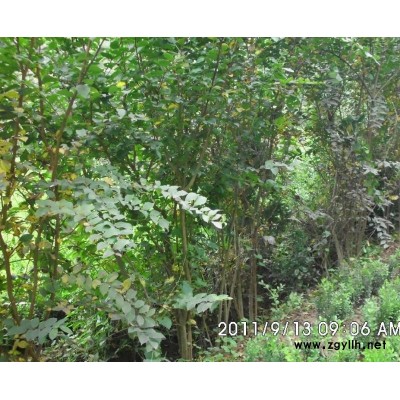 低價出售連翹，火棘、紅瑞木