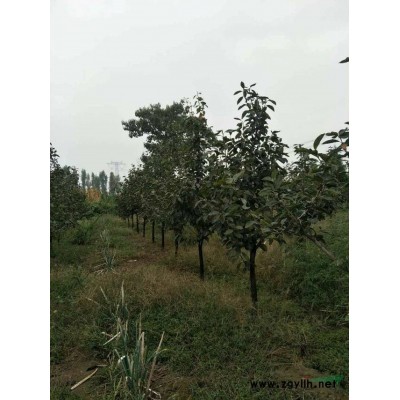 西北各地區低價供應高30—80公分的連翹苗連翹苗/連翹苗價格
