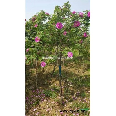 河南花石榴種植花木基地，河南金葉垂榆價格，花木直銷價