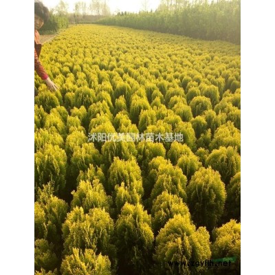 臘梅價格便宜 江蘇臘梅 蘇北臘梅價格 處理1到20公分江蘇臘