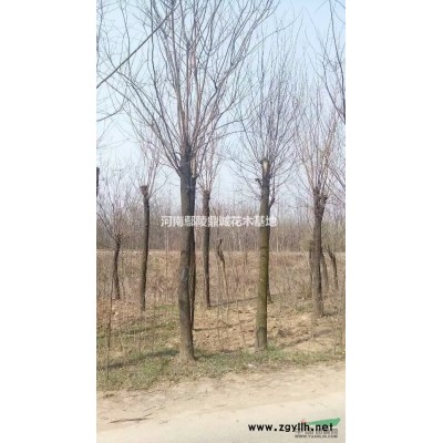 冠幅2米叢生臘梅苗圃現(xiàn)貨，苗圃批發(fā)，圖片/叢生臘梅報(bào)價(jià)