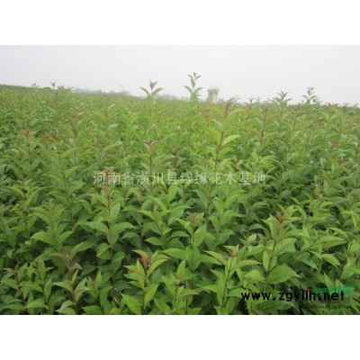 臘梅價格，4公分紫葉李價格，湖南供應(yīng)優(yōu)質(zhì)香樟，梅花產(chǎn)地在哪