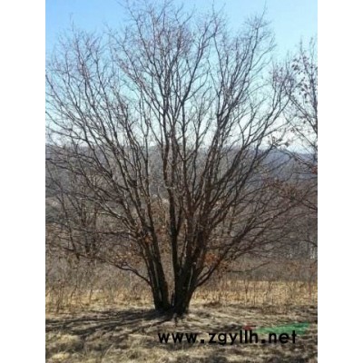 低價出售叢生暴馬丁香，暴馬丁香批發，暴馬丁香直供