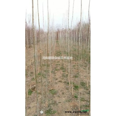 河南鄢陵出售連翹造型樹(shù)苗