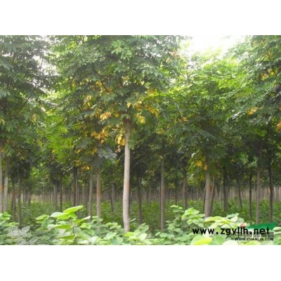 河南鄢陵卓林花木基地供應精品1－8公分花石榴