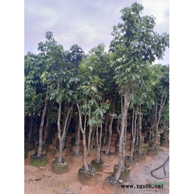 福建金邊假連翹 批發(fā)/供應(yīng)