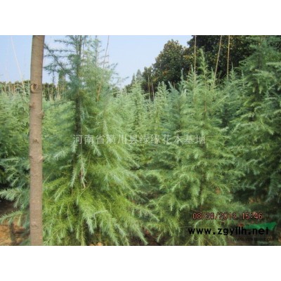 鄢陵連翹價格，農(nóng)戶直銷迎春、迎夏，南京低價供應(yīng)紅王子錦帶