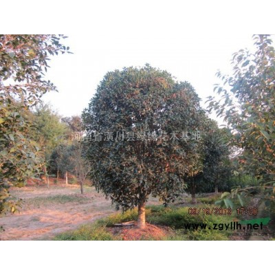 連翹圖片，潢川大量供應(yīng)連翹，迎春價格、迎春圖片，迎夏產(chǎn)地在哪