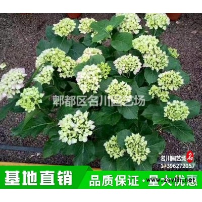 金邊六月雪綠化苗木批發基地_碎葉冬青價格_常綠灌木_花境植物_花卉租擺_公園草花價格