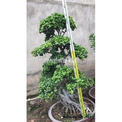 金葉假連翹價格 福建金葉假連翹 金葉假連翹批發 綠化道路