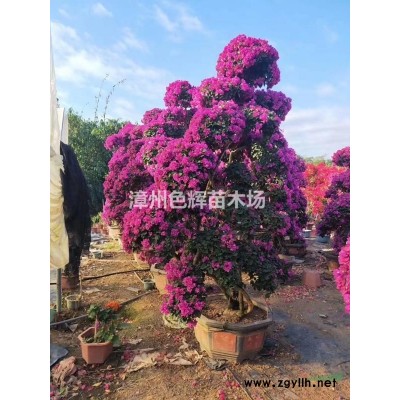 福建供應金邊假連翹，深山含笑