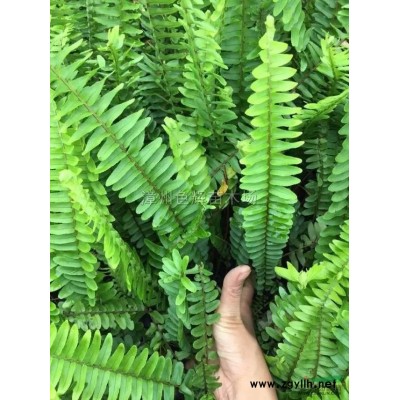 中國紅山櫻花 福建山櫻花 基地直供 紅花