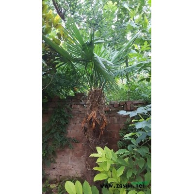 河南鄢陵供應(yīng)精品叢生丁香，獨(dú)桿丁香