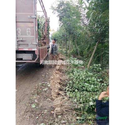 河南大量供應(yīng)丁香