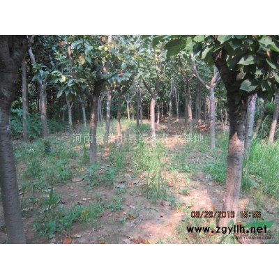 安徽供應(yīng)臘梅、信陽供應(yīng)叢生臘梅，8公分丁香報價