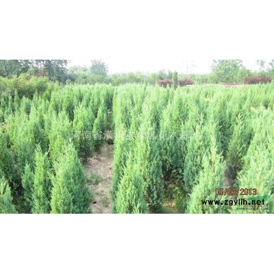 迎春產(chǎn)地在哪，迎夏價格，倒掛金鐘產(chǎn)地，連翹小苗價格