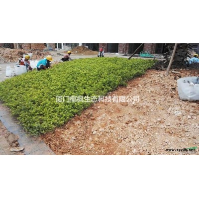 六月雪、浙江六月雪、供應六月雪、浙江金森女貞