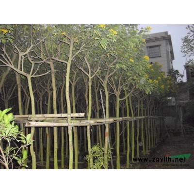 芒果樹：3-60公分供應