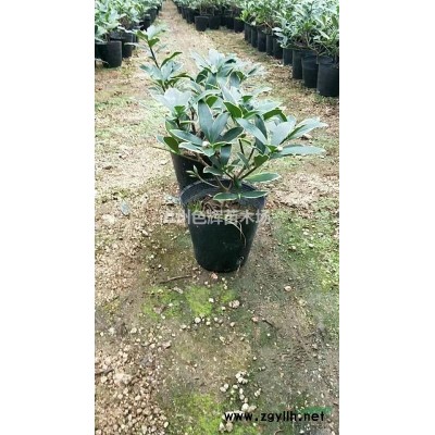 金邊假連翹新價格/金邊假連翹報價