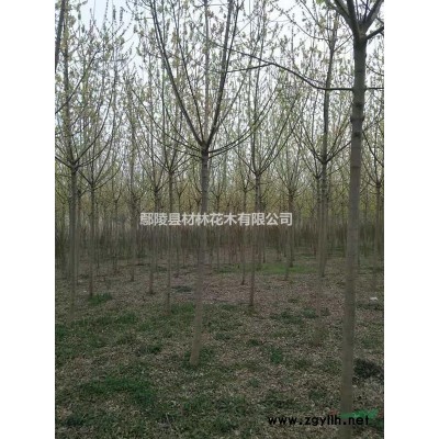 鄢陵臘梅盆景苗