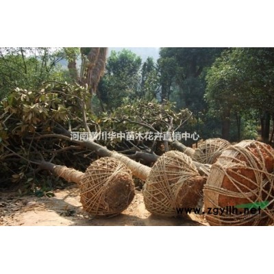 石榴樹出售價格3-20公分石榴樹價格花石榴價格，果石榴樹價格