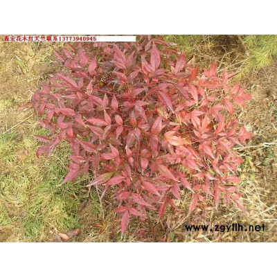 紅天竺、紅葉李、花石榴