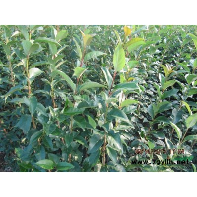 紅瑞木的扦插技術(shù)、河南潢川紅瑞木價格、哪產(chǎn)有紅瑞木