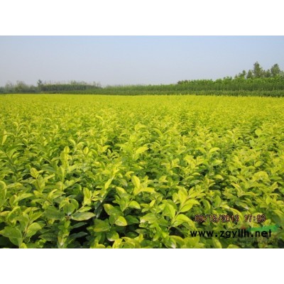 紅瑞木圖片、紅瑞木批發(fā)價格、河南紅瑞木產(chǎn)地、信陽紅瑞木