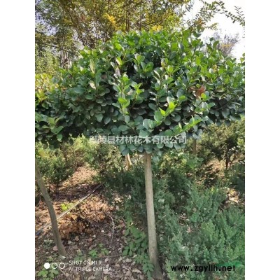 河南鄢陵供應8--10公分暴馬丁香