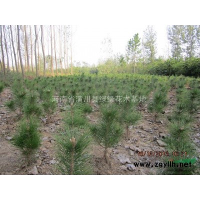 連翹產(chǎn)地報價，河南潢川連翹花價格，大量供應(yīng)連翹（吊金鐘）