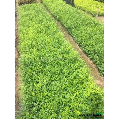 優質特價六月雪產地直銷