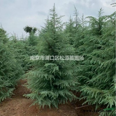 3米雪松、4米雪松、5米雪松