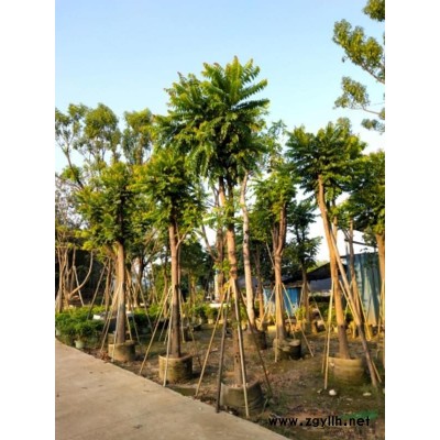 福建金邊假連翹各種規(guī)格批發(fā) 金邊假連翹價格