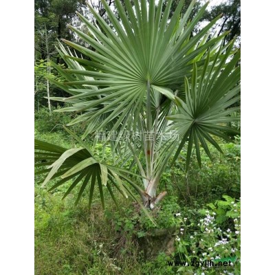 福建金邊假連翹價格0.85元,高度25公分,冠幅15公分