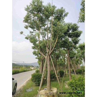 福建垂榕柱/福建金邊假連翹/福建亮葉朱焦行情/報價