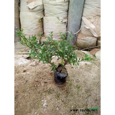 福建金邊假連翹 福建金邊假連翹批發(fā)/促銷/價格/產(chǎn)地/