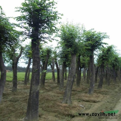 信陽草坪低價出售信陽馬尼拉四季青草坪基地直銷