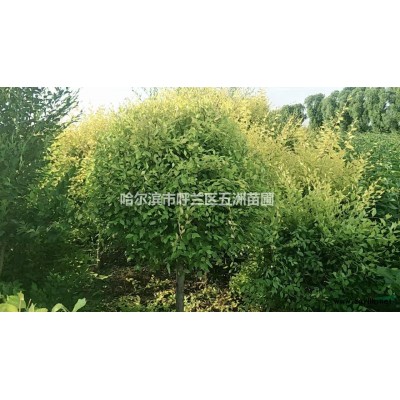 黑龍江哈爾濱出售工程苗；連翹  忍冬  佛頭花  紫葉稠李 王族海棠