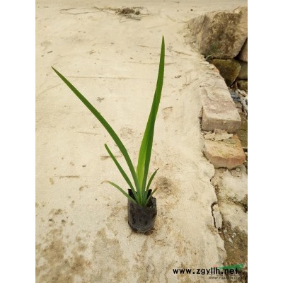 福建垂葉榕價格150元一株5公分