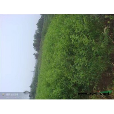 肥西縣大葉女貞低價出售