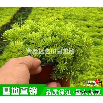 貴州羅漢竹種植基地_羅漢竹價格_供應佛肚竹_佛肚竹盆景_景觀竹價格