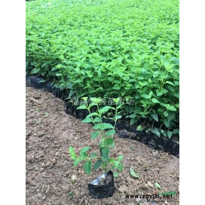 金邊假連翹 福建金邊假連翹價格/批發(fā)