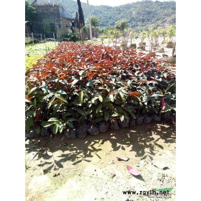 供應(yīng)福建金邊假連翹 高度35公分 福建種植地 冠幅25公分