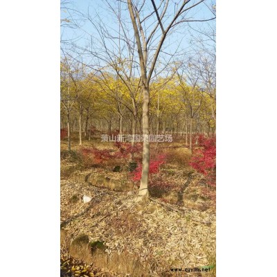 珊瑚樸樹 浙江珊瑚樸樹 2018年珊瑚樸樹價格行情