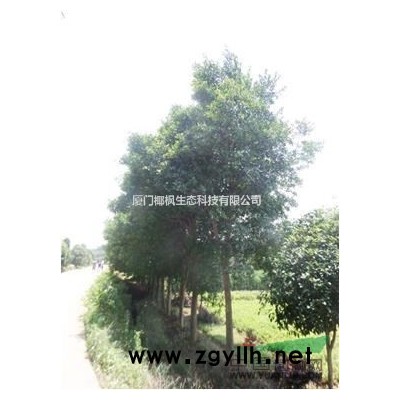 風鈴木、黃花風鈴木、紅花風鈴木、紅花風鈴木大量供應