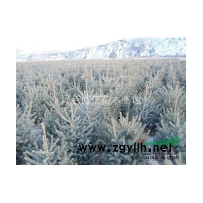 2018年黑龍江叢生蒙古櫟2新報(bào)價(jià)