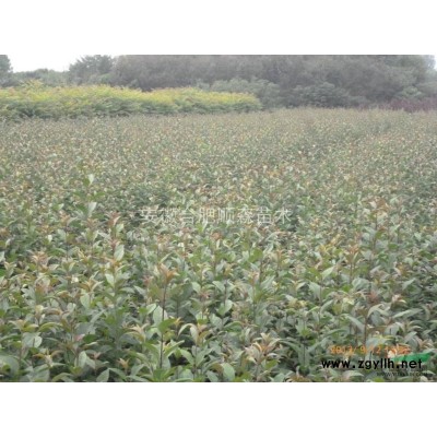 百慕大、果嶺草、馬尼拉、草坪大量供應、量大優惠