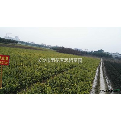 湖南造型榆樹批發/供應 量大從優 歡迎來電