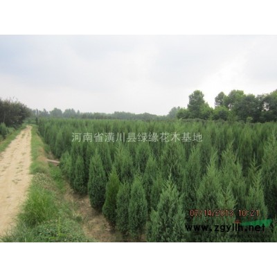 8公分梨樹價格、8公分柿子樹產(chǎn)地、石榴樹價格