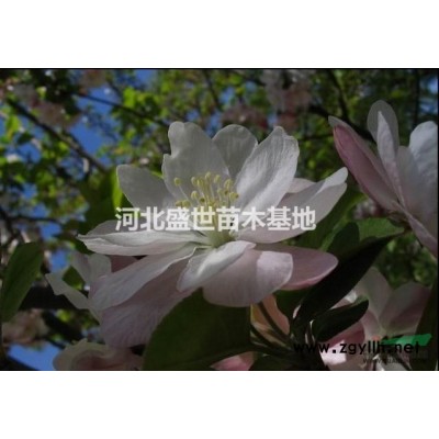 河北優質的連翹種植基地